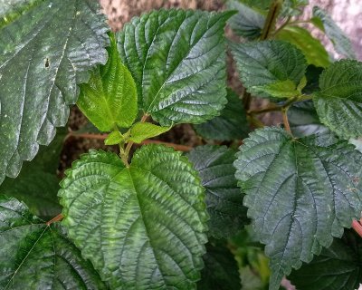 Shiso is het Japanse kruid dat chefs nu overal gebruiken